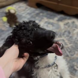 Poodle Puppies from Foot Hills Amazing Poodles