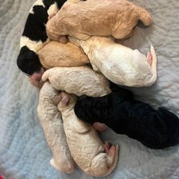 Poodle Puppies from CURLS KENNEL