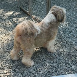 Lucille - Tibetan Terrier