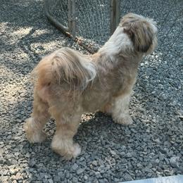Lucille - Tibetan Terrier