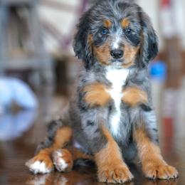 ELF - Merle male Bernedoodle puppy in Dundee, Ohio from Down Home Doodle