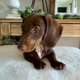 Bourbon - AKC - Chocolate and tan male Dachshund puppy in Kemp, Texas from Koli Acres