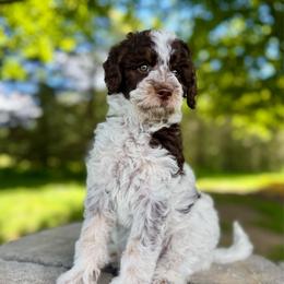 Purple - Parti female Goldendoodle puppy in Hesperia, Michigan from Red Acres Poodles & Doodles