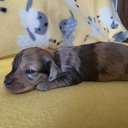 Miss. Rilley - Dapple female Dachshund puppy in Klamath Falls, Oregon from Luvindoxys4u