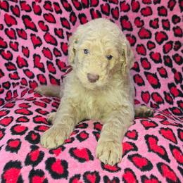 Zack - Cream male Goldendoodle puppy in Georgetown, Tennessee from Georgetown Designer & Purebred Puppies