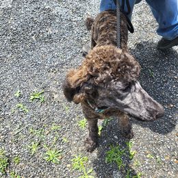 Poodle Puppies from Holly's Poodles