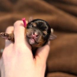 Miss Daisy May - Black and tan female Yorkshire Terrier puppy in Hope, Indiana from DJ Yorkies