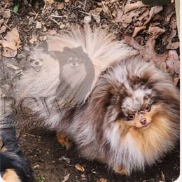 C - Pomeranian