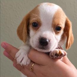 Lemonhead - Lemon and white male Beagle puppy in Lake City, Florida from Sunkissed Beagles