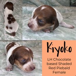 Kiyoko - Piebald female Dachshund puppy in Denham Springs, Louisiana from Rockin’ with Dachshunds