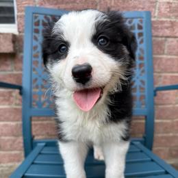 Till - Black and white male Border Collie puppy in Mckinney, Texas from Border Collies of Ruidoso