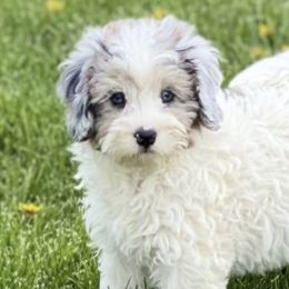 Bernedoodles from Majestic Hill Mini Bernedoodles LLC