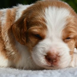 Peach - Orange and white female Brittany puppy in Hollidaysburg, Pennsylvania from Royal Flush Farms