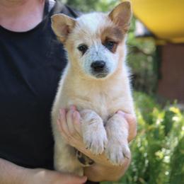 -Girl 1 - Red mottled female Australian Cattle Dog puppy in Kaufman, Texas from Emberwick Ranch