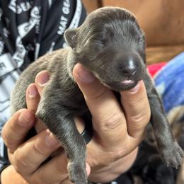 Nova - Blue female German Shepherd puppy in Barnhart, Missouri from Combat Creek German Shepherds
