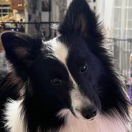 Romeo - Shetland Sheepdog