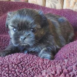 Brindle Female - Brindle female Shih Tzu puppy in Hillsdale, Michigan from Prairie Fen Farm