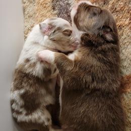 Australian Shepherd Puppies from Wayward Trails Kennel