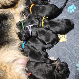 German Shepherd puppies from Von Holtzapple German shepherds
