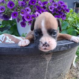 Runt - Fawn male Boxer puppy in Pikeville, Kentucky from Boxers of Whispered Wishes