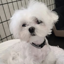 BamBam - Maltese