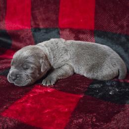 Boy 2 - Gray male Cane Corso puppy in Mason City, Illinois from Red Wood Cane Corso