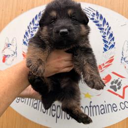 Boy 1 - Black and tan male German Shepherd puppy in Hollis Center, Maine from Noble German Shepherds of Maine