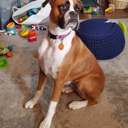 Scout - Boxer