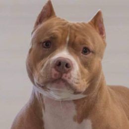 American Bullies from Maddox Kennels