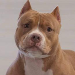 American Bullies from Maddox Kennels