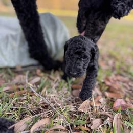Poodle Puppies from Lingo Standard Poodles
