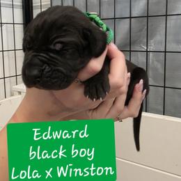 Edward - Black male Great Dane puppy in Longview, Texas from Lazy A Danes