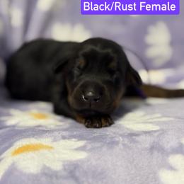 Purple Collar - Black and rust female Doberman Pinscher puppy in Lake City, Florida from Paintedcrazy Doberman Pinchers