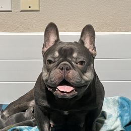 Koda - French Bulldog