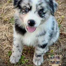 Yoshi - Blue merle male Australian Shepherd puppy in El Dorado Springs, Missouri from HP Aussie Kennels