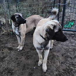 Black Collar Boy - Fawn Anatolian Shepherd Dog puppy in Willamina, Oregon from Maple Creek Farm