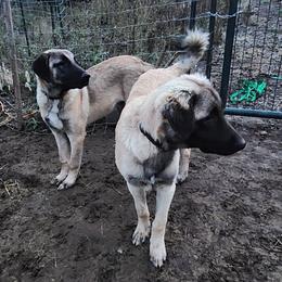 Black Collar Boy - Fawn Anatolian Shepherd Dog puppy in Willamina, Oregon from Maple Creek Farm