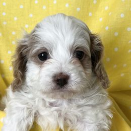 Cavapoos and Goldendoodles from Cavapoos and Goldendoodles