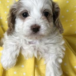 Cavapoos and Goldendoodles from Cavapoos and Goldendoodles