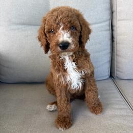 Clementine - Red  male Goldendoodle puppy in Smithfield, Kentucky from KBK9 Kennels