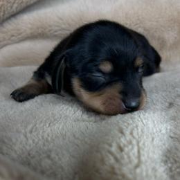 Babygirl - Black and cream female Dachshund puppy in Tulare, California from Dreamy Creamies