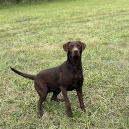 Rita - Labrador Retriever