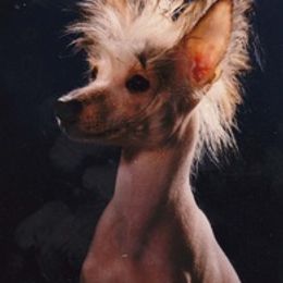 Chinese Crested, Ibizan Hound, and Saluki All Grown Up from Castlecove