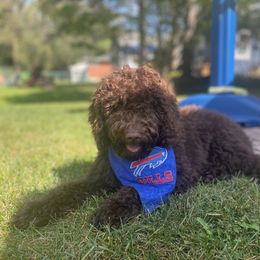 Australian Labradoodle Puppies from Aurora Australian Labradoodles