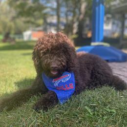 Australian Labradoodle Puppies from Aurora Australian Labradoodles