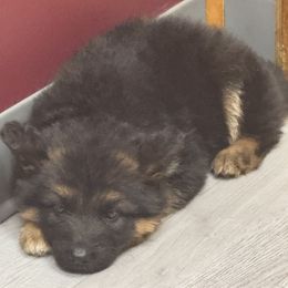 German Shepherd Puppies from Von Kingsburg Shepherds
