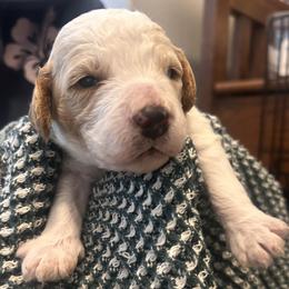Poppi - White female Cavapoo puppy in Pasco, Washington from Beth's Cavapoos