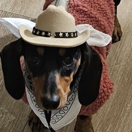 Patty Cake - Dachshund