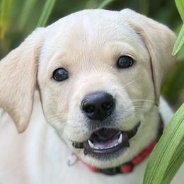 Baroness Emberly Rein - Yellow female Labrador Retriever puppy in Richmond, Maine from King K9 Academy