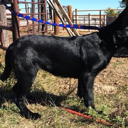 German Shepherd Puppies from Lost Creek German Shepherds LLC